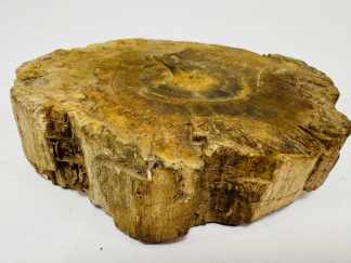 Lote #071 - Rodaja de tronco petrificado - 13x12x3,5cm